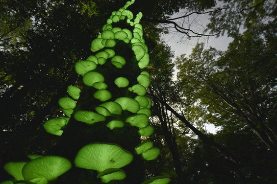 日本現(xiàn)綠光蘑菇“月夜茸”色彩瑰麗惹人愛 日本現(xiàn)綠光蘑菇“月夜茸”色彩瑰麗惹人愛