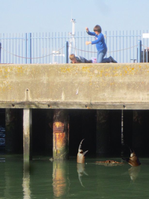 英國再現(xiàn)巨蟹照片 目測或有15米長 英國再現(xiàn)巨蟹照片 目測或有15米長